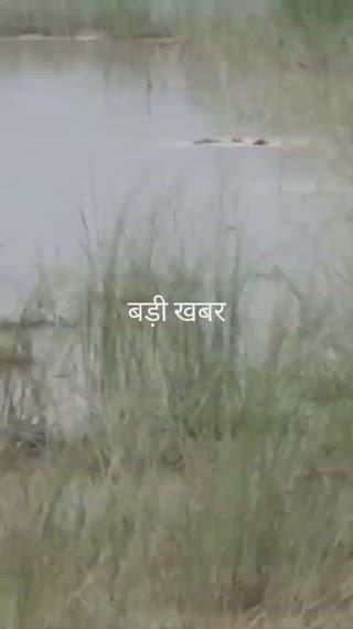 देखते ही देखते 12 साल के बच्चे को निगल गया मगरमच्छ
