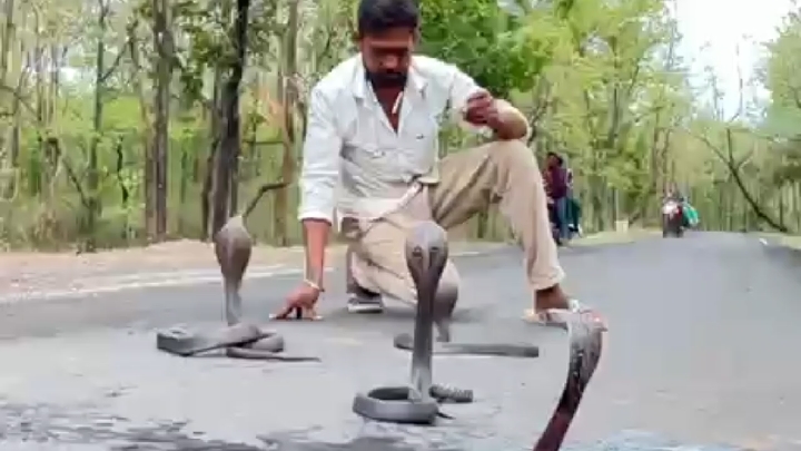पिपरिया में धामन सांप के जोड़े समेत चार सांपों का सुरक्षित रेस्क्यू