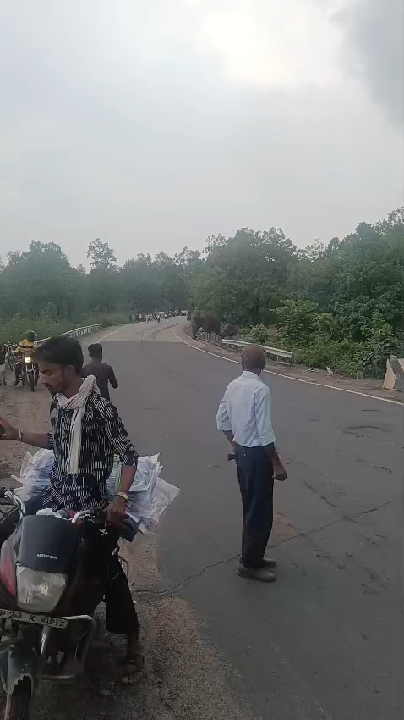 अनूपपुर में हाथियों का उत्पात जारी: घर तोड़े, फसलें चट की, ग्रामीण परेशान