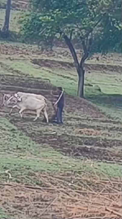 चतरा में भाई ने की भाई की हत्या, घटना का वीडियो वायरल