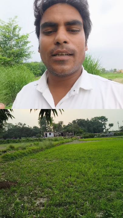 बरौली में नहरें टूटी, किसान बेहाल: सिंचाई के अभाव में खेती बाधित
