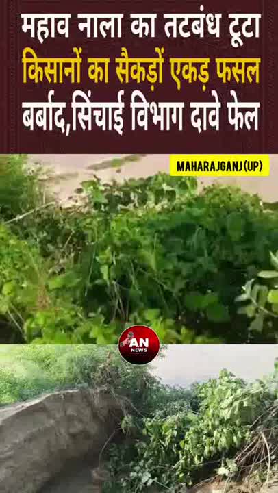 महराजगंज में महाव नाले का तटबंध टूटा, सैकड़ों एकड़ फसल बर्बाद