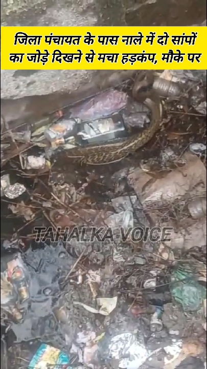 दमोह जिला पंचायत कार्यालय में सांपों का जोड़ा मिलने से मची अफरा-तफरी