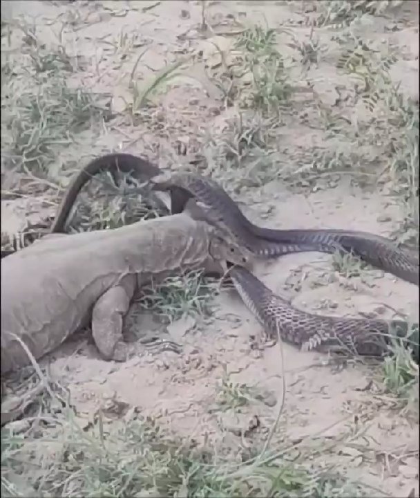 कोबरा और गोह की लड़ाई का वीडियो वायरल, दावों पर संशय