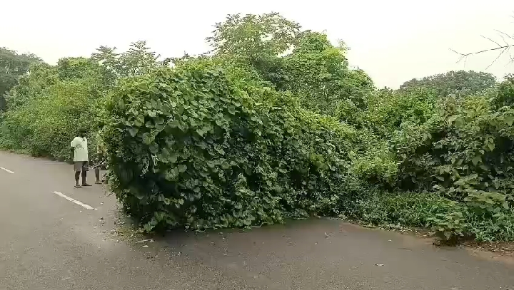 सड़क पर गिरा पेड़ बना मुसीबत, कप्तानगंज वन विभाग की घोर लापरवाही