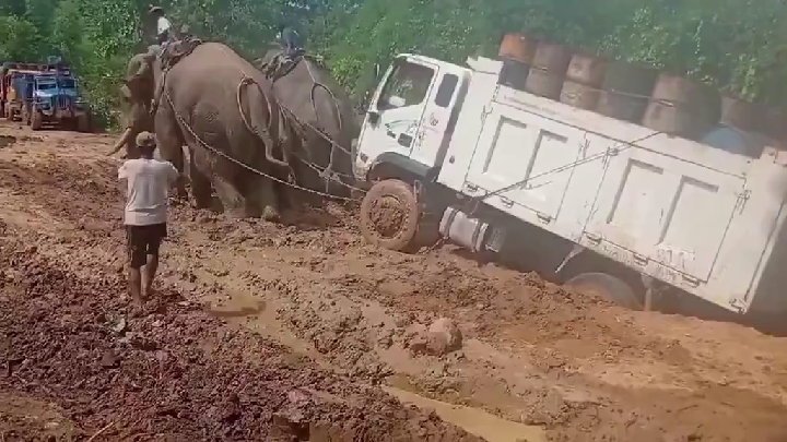 तकनीक फेल, कीचड़ में फंसे भारी ट्रक की मदद को आए गजराज