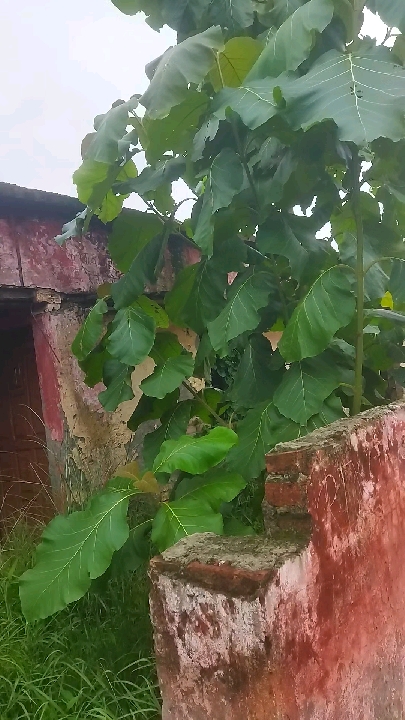 क्षतिग्रस्त एएनएम सेंटर की मरम्मत के लिए संत कबीर नगर सीएमओ से गुहार