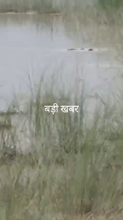 12 साल के बच्चे को जिंदा निगल गया खूंखार मगरमच्छ, फैला खौफ