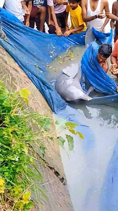 तीन दिन बाद बाहर निकाली गई डॉल्फिन, देखने के लिए उमड़ी भारी भीड़