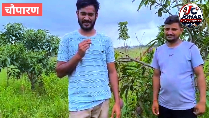 बगीचे में मिले दुर्लभ मियाज़ाकी आम के तीन पेड़, देखने पहुंचे लोग