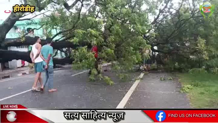 सड़क पर अचानक गिरा विशाल नीम का पेड़, टला बड़ा हादसा