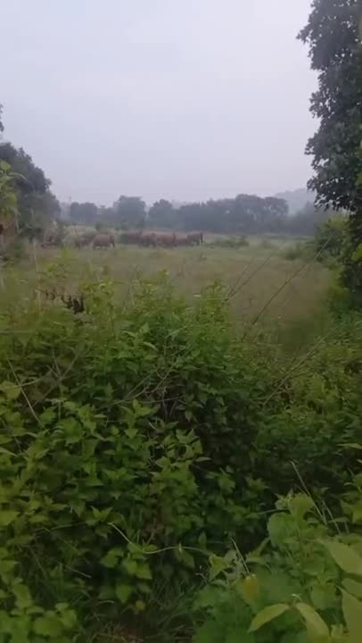 42 हाथियों ने सुतरी के जंगलों में डाला डेरा