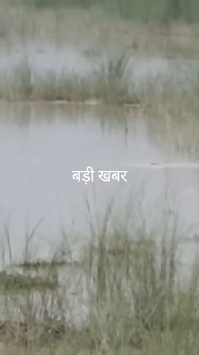 Yek badi khabar magar machh ne kiya bache par hamala or hamale ki dora me magar machha ne bache ko kha gaya he🐊🐊🌧🏞😓😰😥😭😱😱😱😱🙏🙏🙏