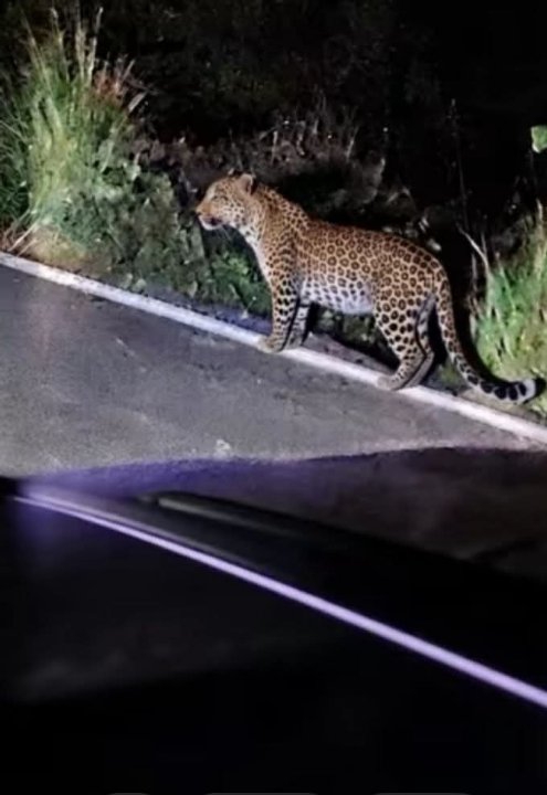 तेंदुए की दहशत से सहमे ग्रामीण, खेतों में जाने से डर रहे