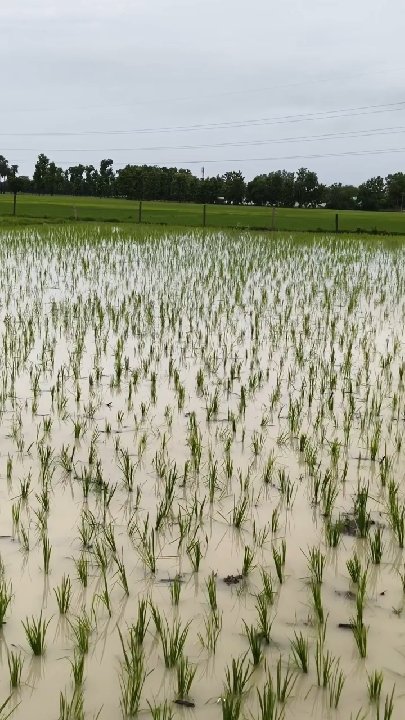 एक सप्ताह बाद झमाझम बारिश से किसानों के खिले चेहरे, धान की फसल को मिला नया जीवन