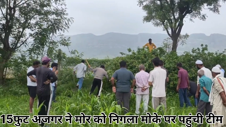 अजमेर: 15 फीट लंबे अजगर ने निगला मोर, ग्रामीण दहशत में