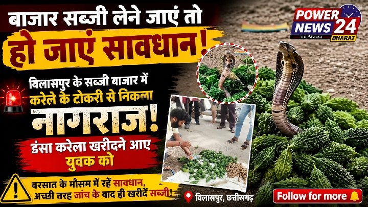 बिलासपुर के सब्जी बाजार में कोबरा ने मचाई अफरा-तफरी, वीडियो वायरल