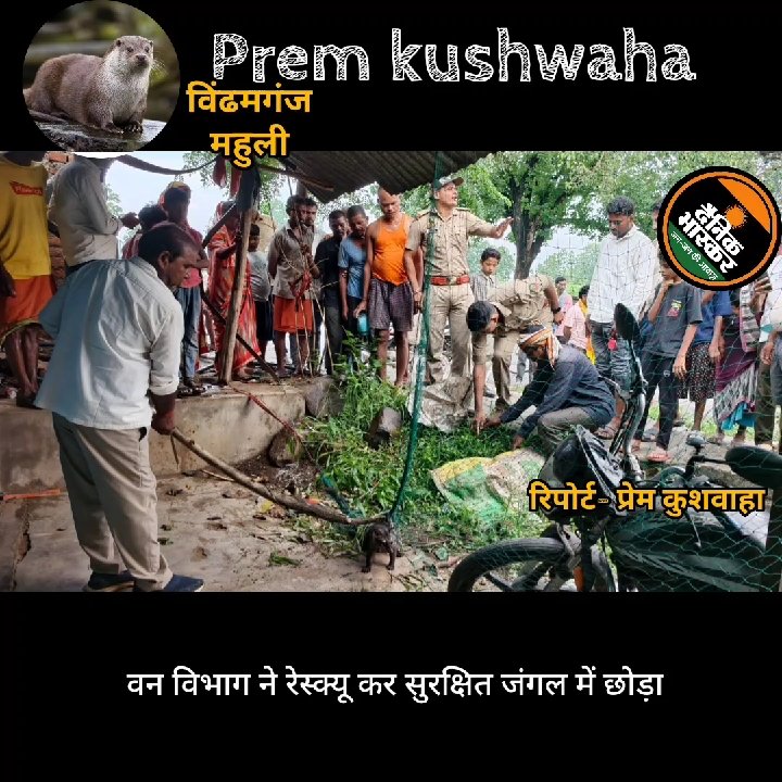 वन विभाग ने दुर्लभ उदबिलाव को सुरक्षित किया रेस्क्यू, जंगल में छोड़ा
