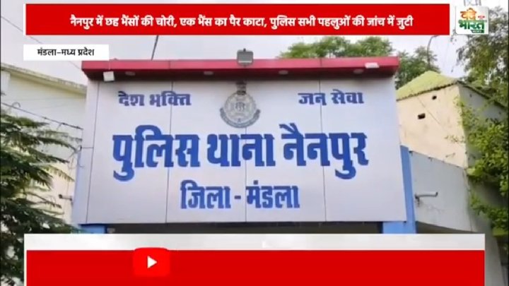 मंडला में पशु चोरों का आतंक, छह भैंसें चोरी
