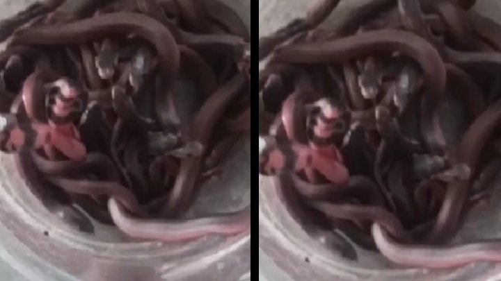 कुशीनगर में मिला 'नागलोक'! एक घर से निकले 28 कोबरा के बच्चे