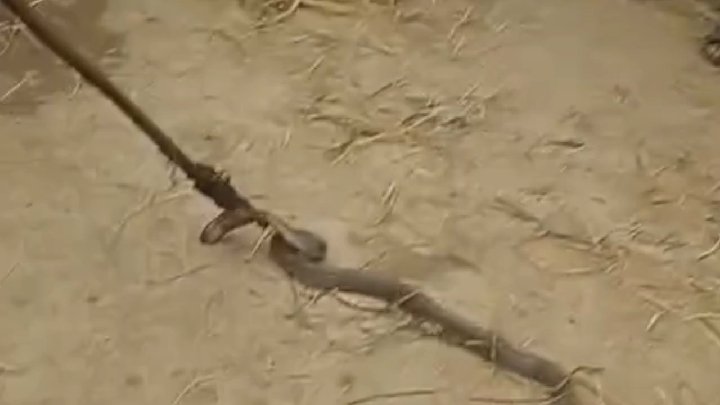 बालाघाट में खेत में काम कर रहे युवक को नाग सांप ने डसा, मृत घोषित
