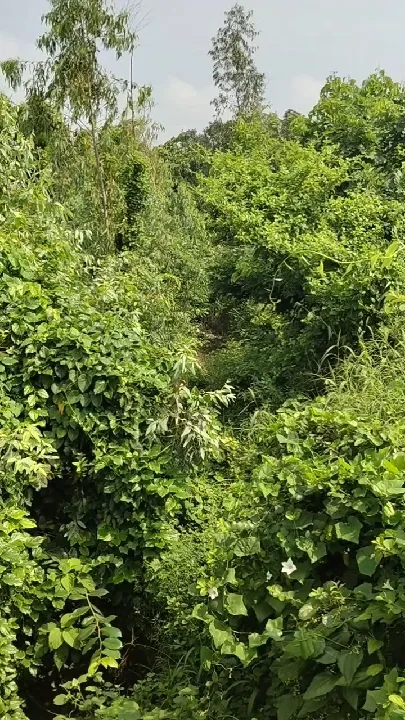 झाड़ियों में डूबी माइनर, सूखने लगीं फसलें