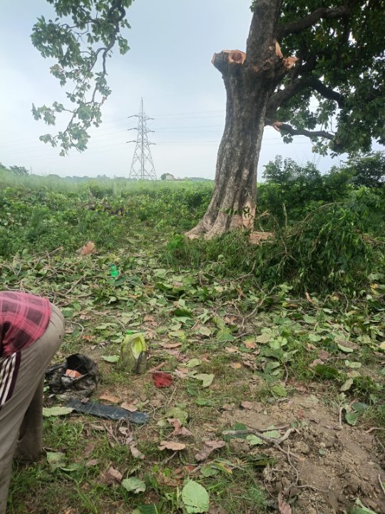 संग्रामपुर में विशाल महुआ पेड़ काटे जाने पर विवाद
