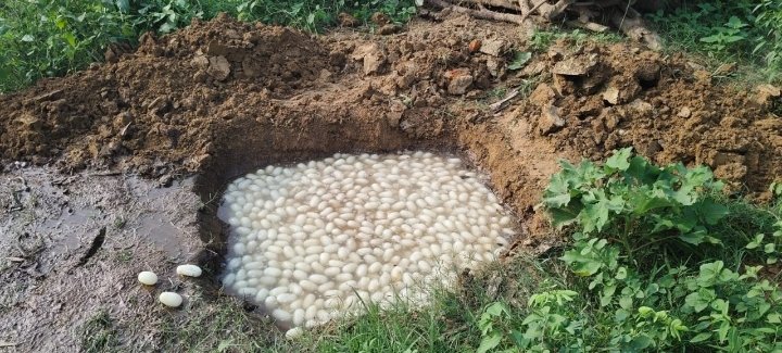 बंगाली स्वीट हाउस में 200 किलो दूषित छेना नष्ट, एफआईआर दर्ज