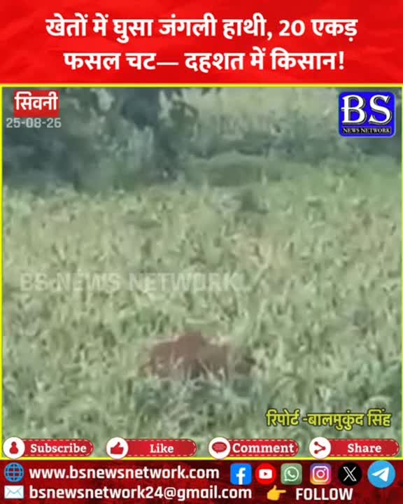 खेतों में घुसा जंगली हाथी, मक्का तबाह किसानों में दहशत
