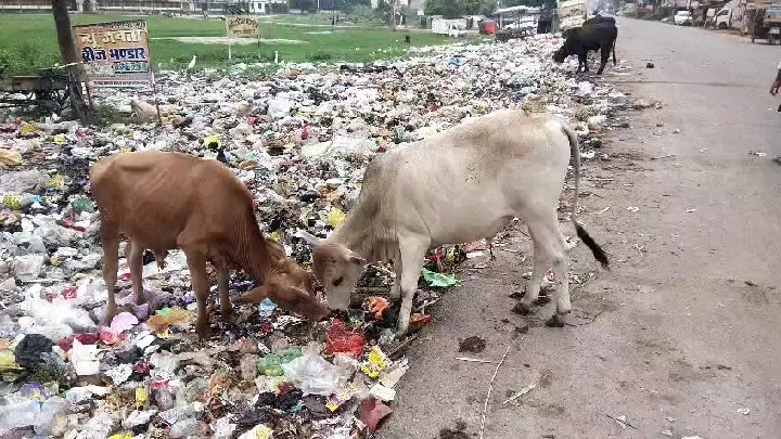 कौड़ीराम में गोवंश की दुर्दशा, खुली पोल संरक्षण के दावों