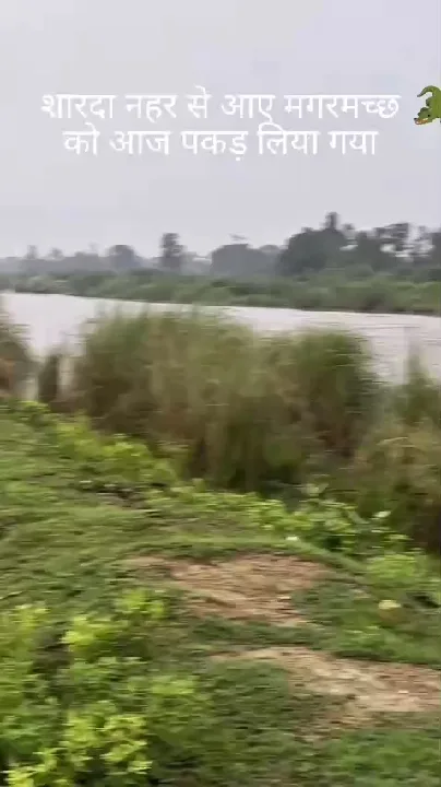 दस दिनों की दहशत के बाद ग्रामीणों ने पकड़ा मगरमच्छ