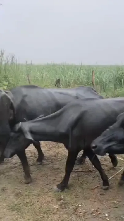 लखीमपुर खीरी: वायरल वीडियो में विवाद का केंद्र