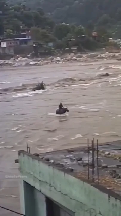 भैंस ने बचाई जान, नेपाल में बाढ़