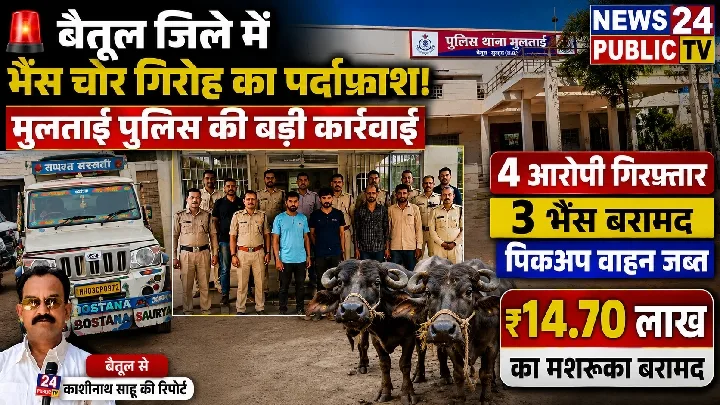 मुलताई पुलिस ने भैंस चोर गिरोह का किया पर्दाफाश, 4 गिरफ्तार