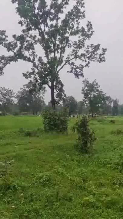 बरघाट के मऊ ग्राम में बाघ ने मचाई दहशत