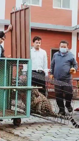 तेंदुए ने पिंजरा तोड़कर किया रेस्क्यू के दौरान हमला