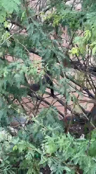 बाढ़ में बहकर आया अजगर, पेड़ पर चढ़कर बचा रहा जान