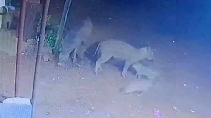 ट्रक की चपेट में आने से जंगली सूअर बाल-बाल बचे