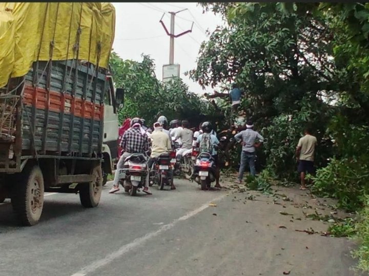 बरईपार में पेड़ गिरने से आवागमन और बिजली आपूर्ति ठप