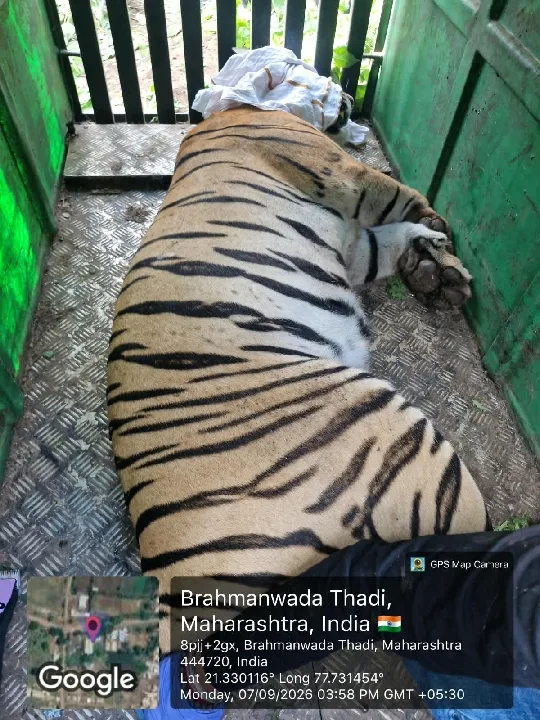 आदमखोर शेर को प्रशासन नें पकड़ा