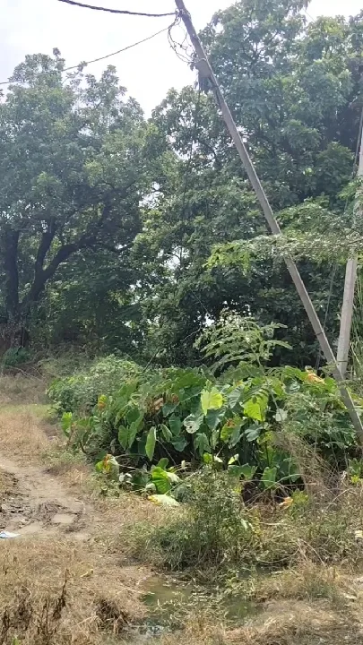 झुके बिजली के पोल से हादसे का खतरा, ग्रामीणों ने दी प्रदर्शन की चेतावनी