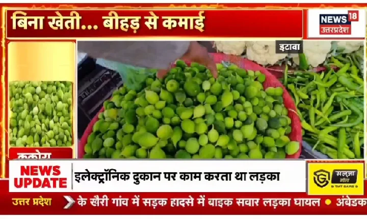 इटावा : चम्बल में उगने वाला ककोरा, सेहत सुधारने में मददगार