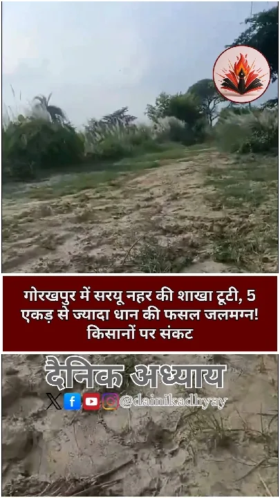 सरयू नहर की शाखा टूटी, 5 एकड़ धान की फसल जलमग्न