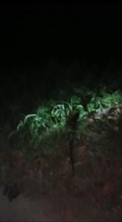 पाली क्षेत्र में सड़क पर दिखा विशाल अजगर, दहशत में ग्रामीण