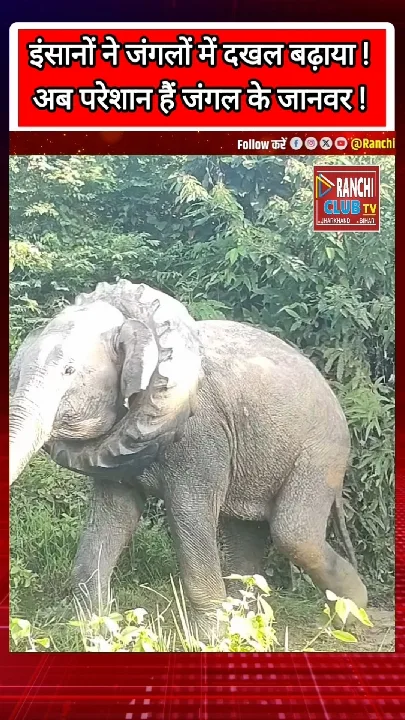 इंसानों की करतूत से परेशान हाथी, सोचने पर मजबूर करती तस्वीर