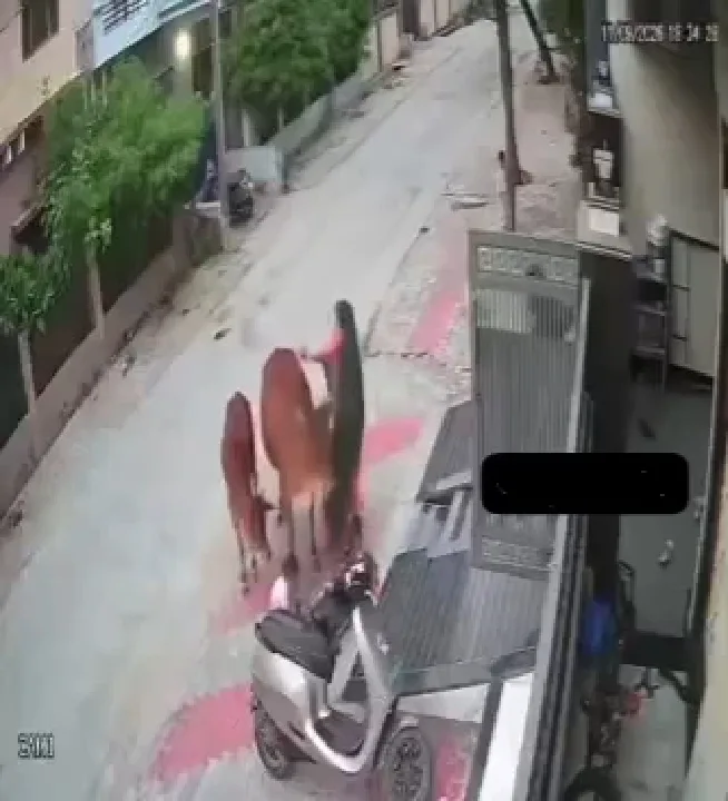 माँ ने बेटे को बचाने के लिए गाय से लड़ी