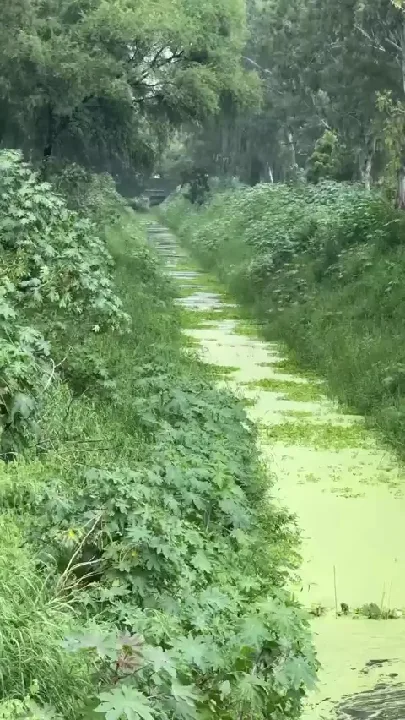 छठ महापर्व से पहले प्रेमबारी ब्रिज पर मुनक नहर के पास सफाई, सौंदर्यीकरण और प्रकाश कार्य का निरीक्षण