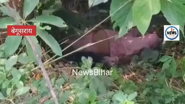 बेगूसराय में NH 31 के किनारे मिली अज्ञात महिला का शव