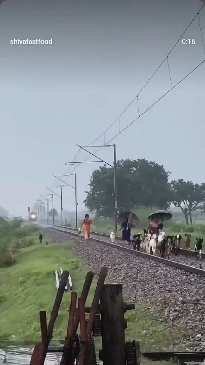 प्रतापगढ़ में रेलवे ट्रैक पार करते बकरियों का झुंड, ट्रेन की चपेट में आने से कई मौतें