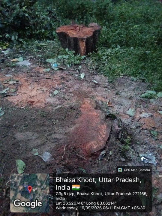 धनघटा में वन माफियाओं का कहर, पेड़ों की कटाई से ग्रामीणों में आक्रोश